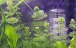 Перекись водорода для аквариума — Растения