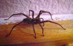 Что делать если дома завелся большой паук