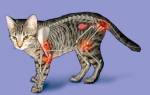 Артрит у кошек симптомы и лечение