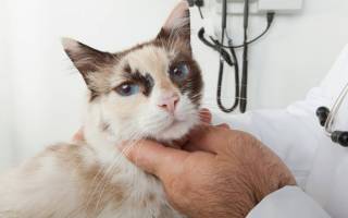 Гипертиреоз у кошек — нарушение работы щитовидной железы