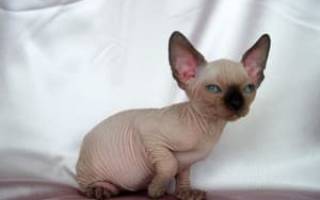 Кошка бамбино: фото описание породы
