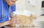 Основные осложнения у кошек после стерилизации: причины и симптомы
