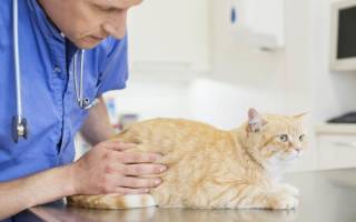 Основные осложнения у кошек после стерилизации: причины и симптомы
