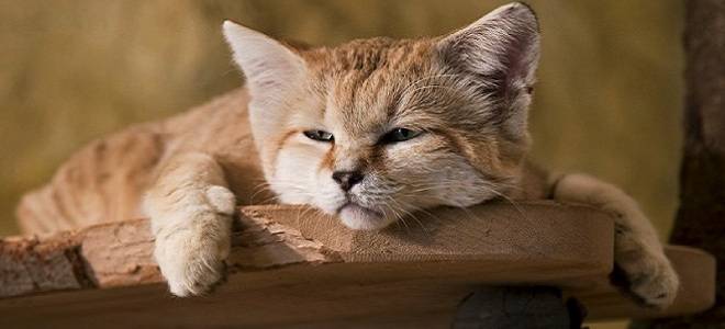 Барханная кошка в домашних условиях