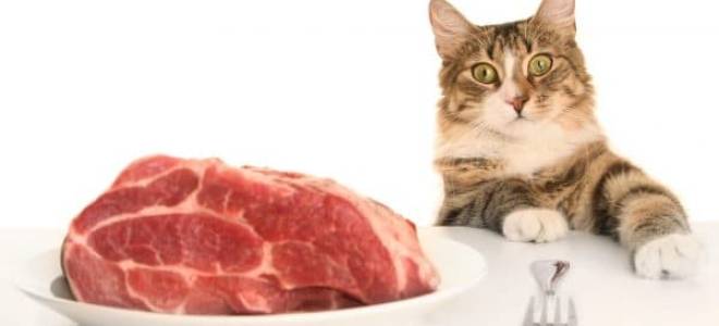 Можно ли кошке давать сырое мясо