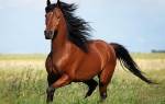 Красивые клички лошадей как назвать лошадь