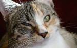 Отек Квинке у кошек: коварный удар из мира аллергенов