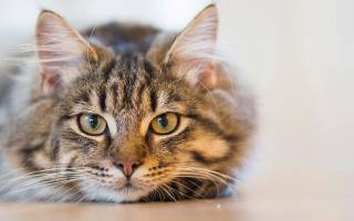 Глисты у кошек симптомы лечение профилактика