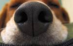 У щенка сухой нос норма или патология