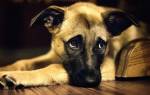 Диатез – признак пищевой аллергии у собак