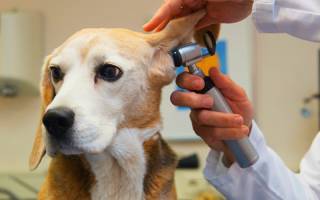 Внутренний отит — тяжелая патология ушей у собак