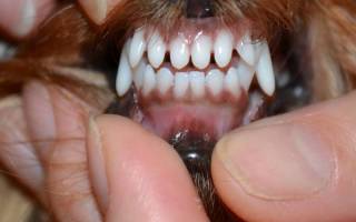 Сколько зубов у собаки