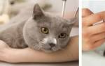 Какие прививки нужно делать кошкам