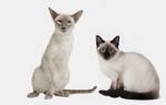Основные отличия сиамской кошки от тайской