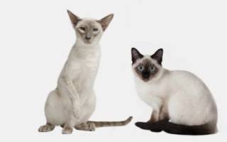 Чем отличается сиамская кошка от тайской