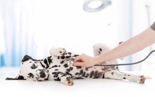Уретрит у собак — симптомы и лечение воспаления