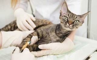 Кальцивироз у кошек: симптомы, лечение