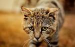 Ротавирусная инфекция – распространенная патология у кошек