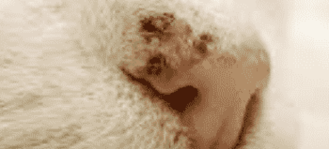 Почему возникают корочки на носу у котов