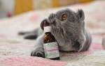 Можно ли коту давать валерьянку в таблетках