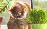 Какую траву любят есть кошки и опасно ли это
