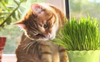 Какую траву любят есть кошки и опасно ли это