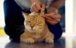 Как чистить уши кошке — пошаговая инструкция
