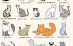 Окрасы кошек общая информация