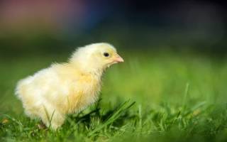 Как правильно кормить цыплят комбикормом