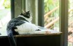 Дисплазия у кошек симптомы лечение
