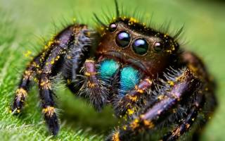 Самый большой паук в мире: ТОП-10