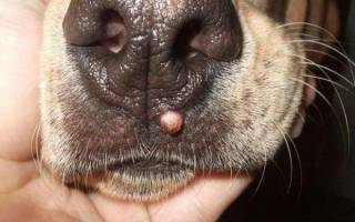 Папилломы у собак: причины, диагностика, лечение