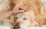 Интоксикация у собак: разбираемся в причинах и способах снятия