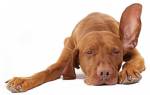 Ушная чесотка у собак: симптомы и схема лечения