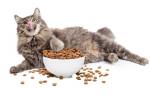 Корм для кошек при мочекаменной болезни