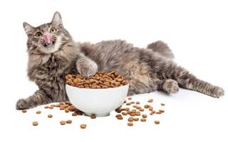 Корм для кошек при мочекаменной болезни