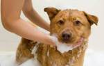 Власоеды у собак в шерсти: симптомы и лечение