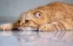 Симптомы причины и лечение стоматита у кошек