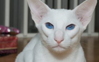 Белые породы кошек: фото и описание