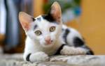 Пузырчатка — аутоиммунное заболевание у кошек