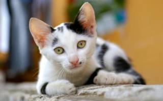 Пузырчатка — аутоиммунное заболевание у кошек