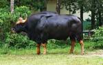 Сколько весит самый большой бык в мире