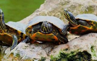 Как размножаются красноухие черепахи