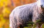 Искусственное осеменение овец