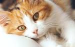 Пневмония воспаление легких у кошек и котов