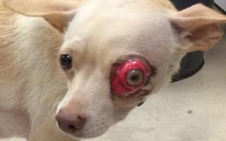 У собаки выпал глаз: причины и первая помощь