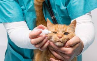 Чем лечить конъюнктивит у кошек?