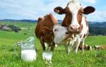 Как повысить удой коров
