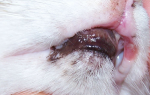Как лечить опухоль во рту у кошки