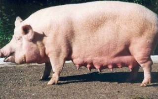 Как определить беременность у свиней